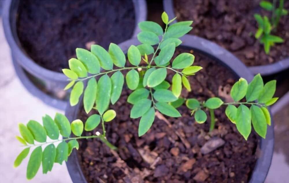 pucuk-manis-health-benefits