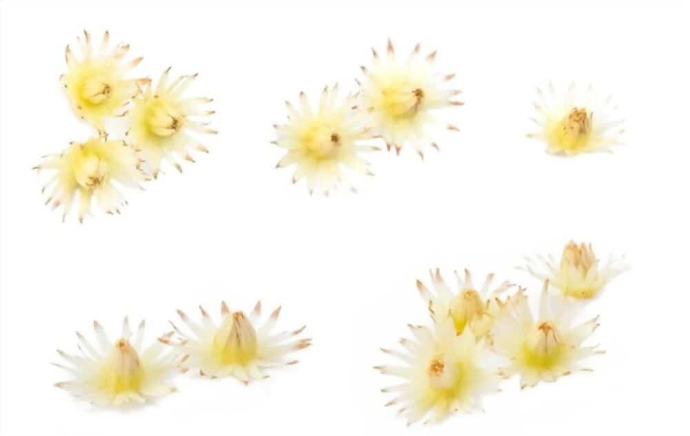 spanish-cherry-flower-health-benefits