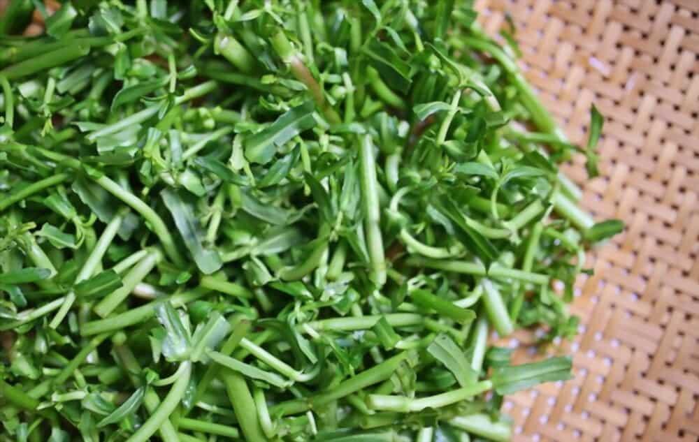 enhydra-fluctuans-lour-benefits