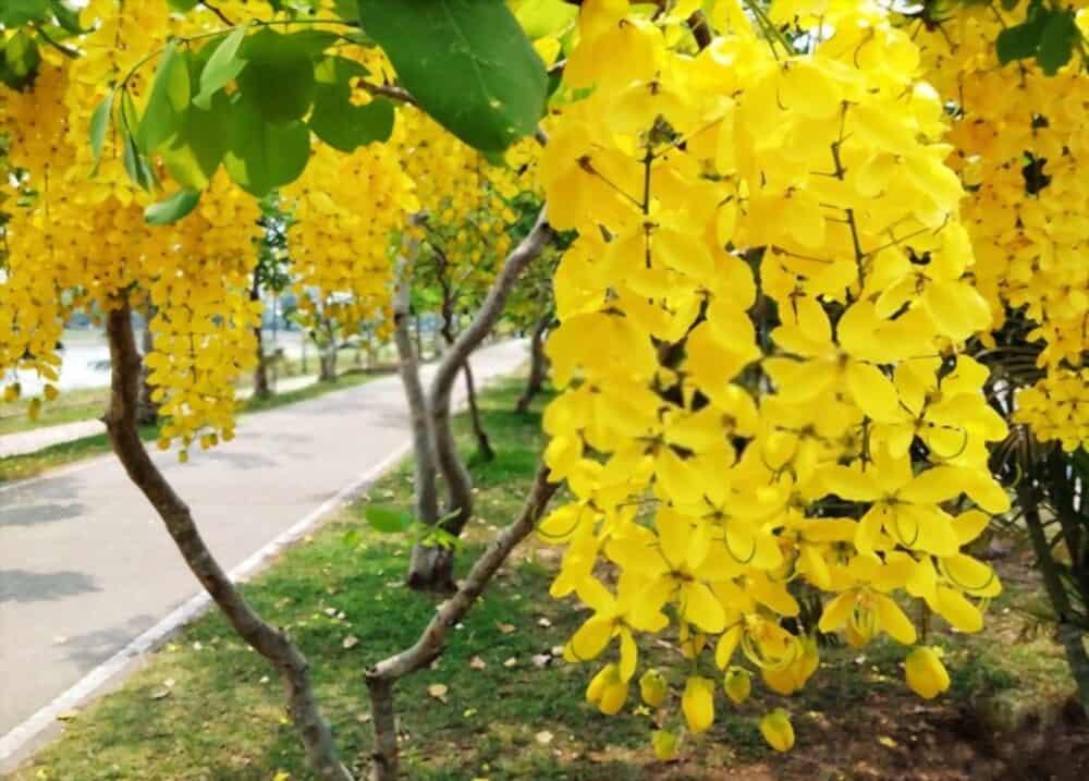 နွေရာသီရဲ့ ရာသီပန်း ငုဝါပန်း ဆေးဖက်ဝင်လား