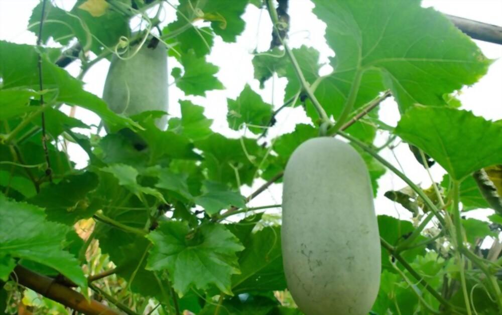 ash-gourd-leaves-benefits