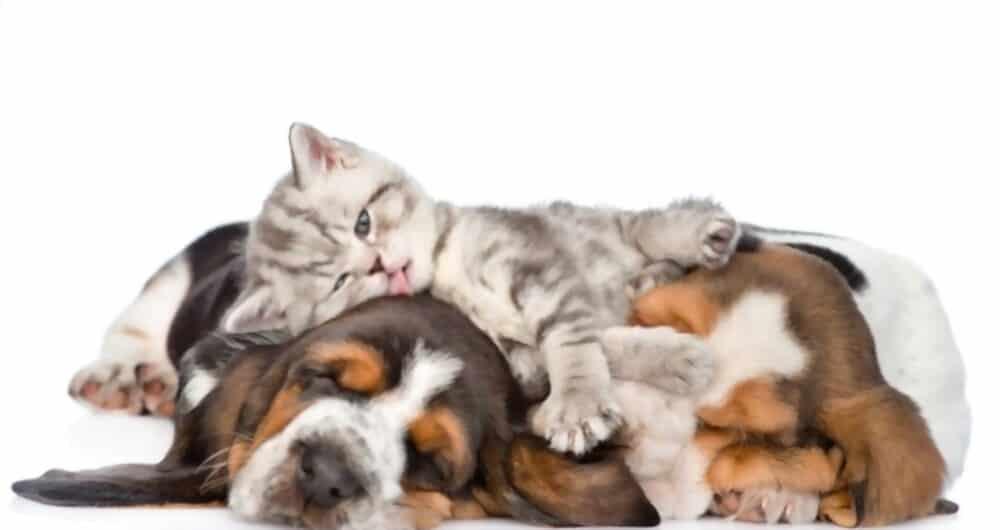 summer-safty-tip-for-the-vet