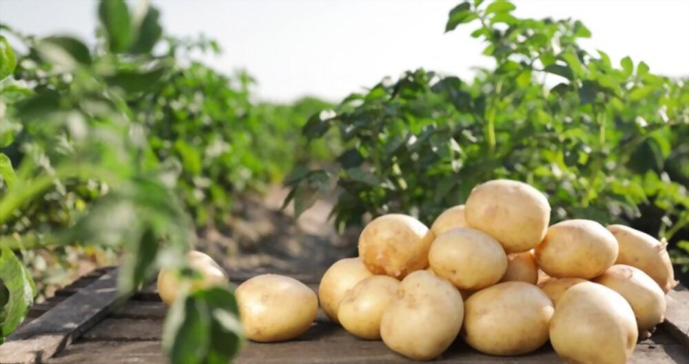 potatoes-and-weight-loss