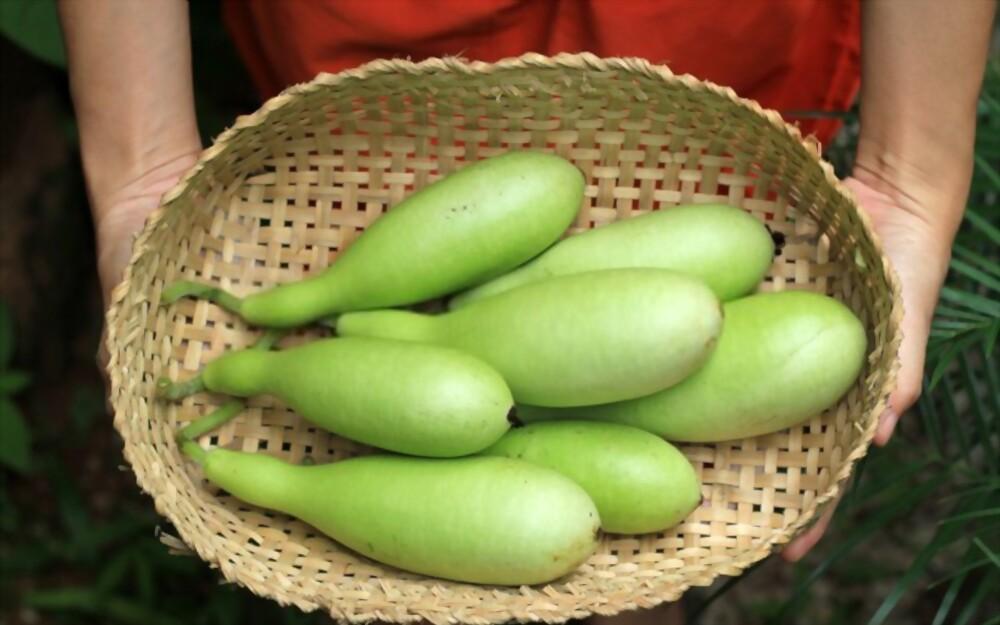 can-babies-eat-bottle-gourd