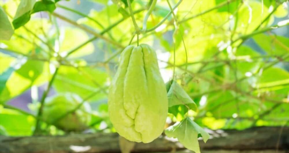 chayote-for-baby